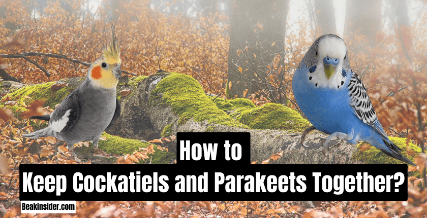 How to Keep Cockatiels and Parakeets Together?