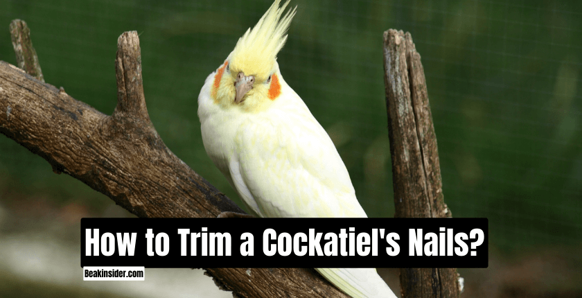 How to Trim a Cockatiel's Nails