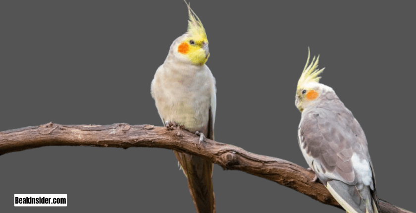 Is It Important To Cover Cockatiels' Cages At Night?