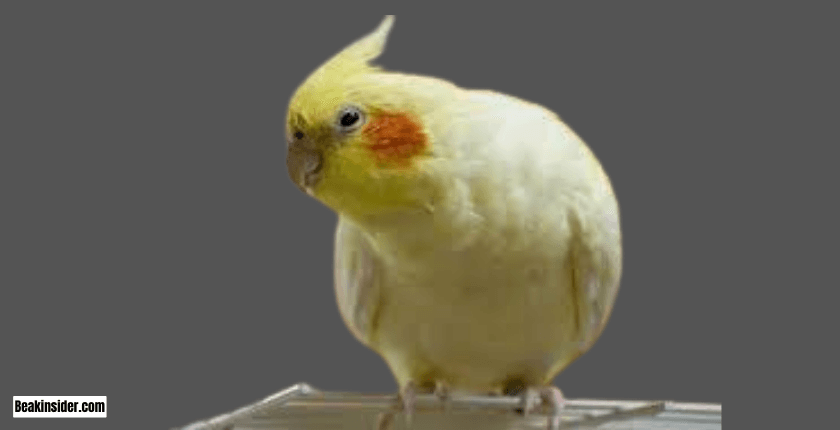 Managing Egg-Laying in Pet Cockatiels