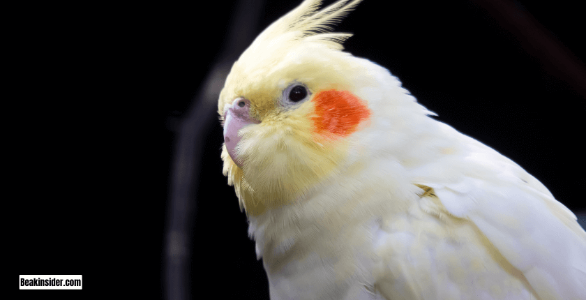 Night Frights of Cockatiels