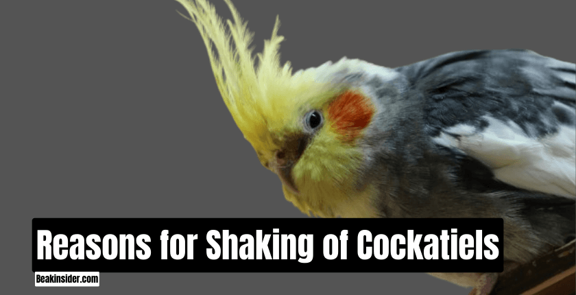 Reasons for Shaking of Cockatiels - 5 Reasons Revealed!