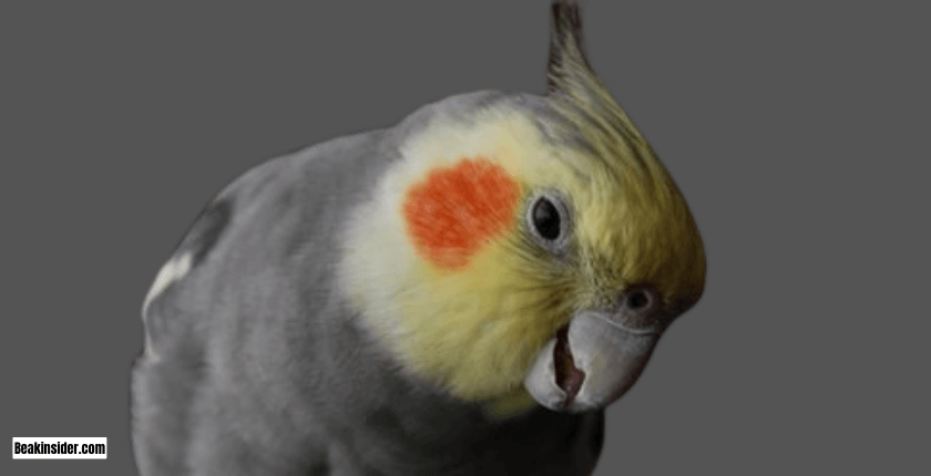 Symptoms of Sneezing in Cockatiels