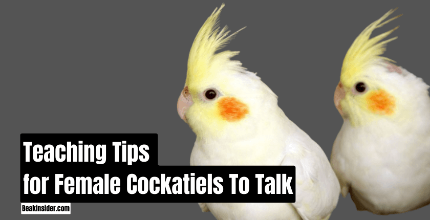 Teaching Tips for Female Cockatiels To Talk