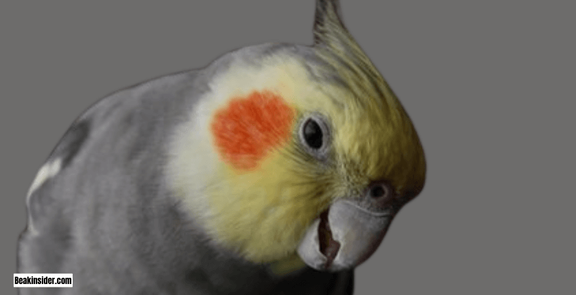 What Are The Reasons for Loudness of Cockatiels?