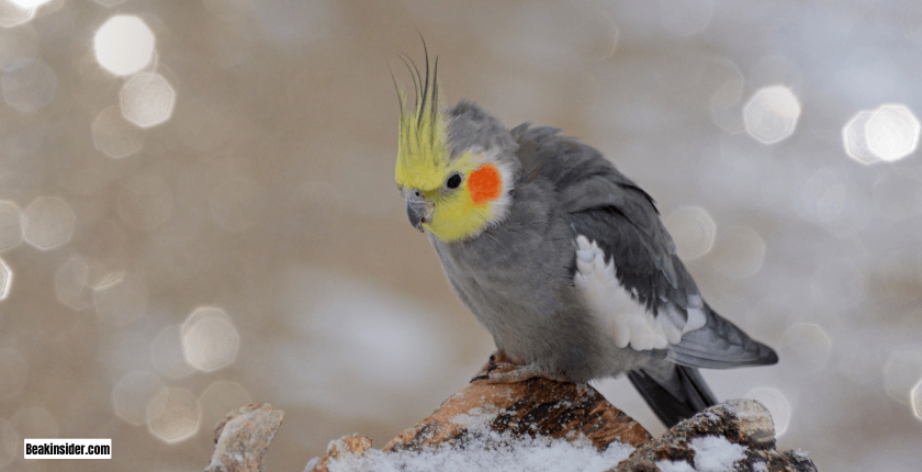 What Birds Can Be Lived With Cockatiels?