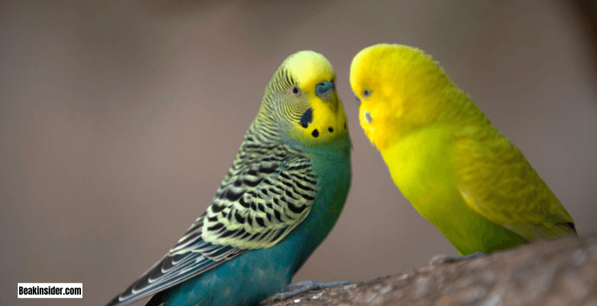 What Birds Can Parakeets Keep With?