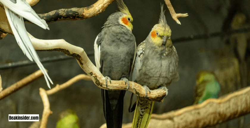 Why Trimming Nails of Cockatiel Important?