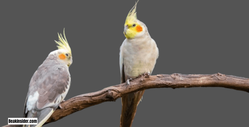 Why Do Cockatiels Bite?