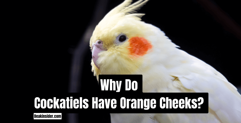 Why Do Cockatiels Have Orange Cheeks