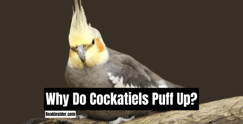 Why Do Cockatiels Puff Up