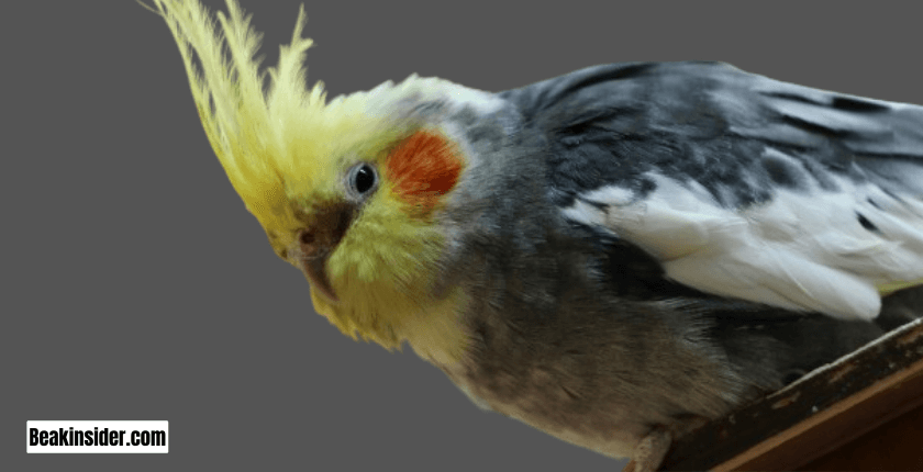 Why Do Cockatiels Puff Up? 7 Reasons!