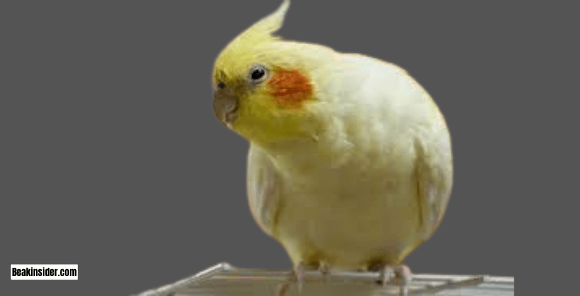 Why Do Cockatiels Sneeze? 7 Reasons!