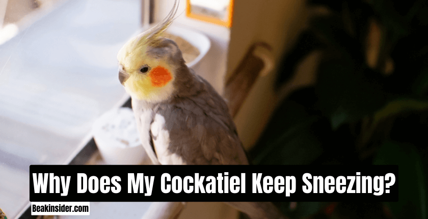 Why Does My Cockatiel Keep Sneezing