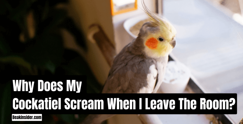 Why Does My Cockatiel Scream When I Leave The Room