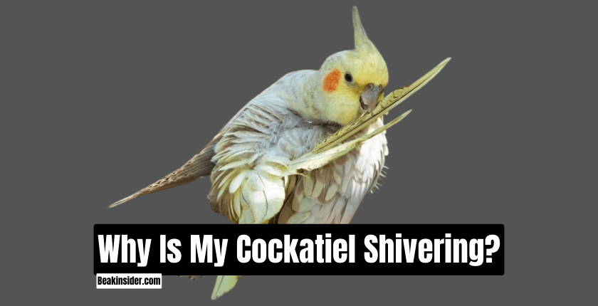 Why Is My Cockatiel Shivering