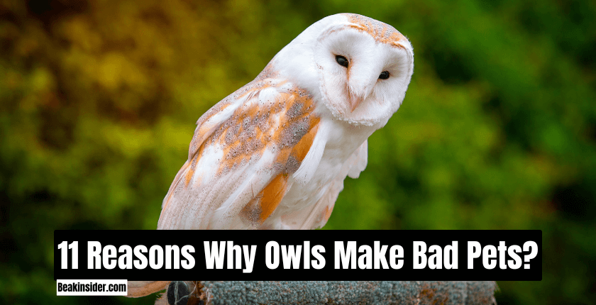 11 Reasons Why Owls Make Bad Pets?