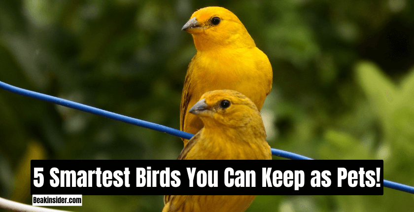 5 Smartest Birds You Can Keep as Pets!