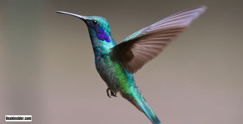 Anatomy of a Hummingbird’s Beak