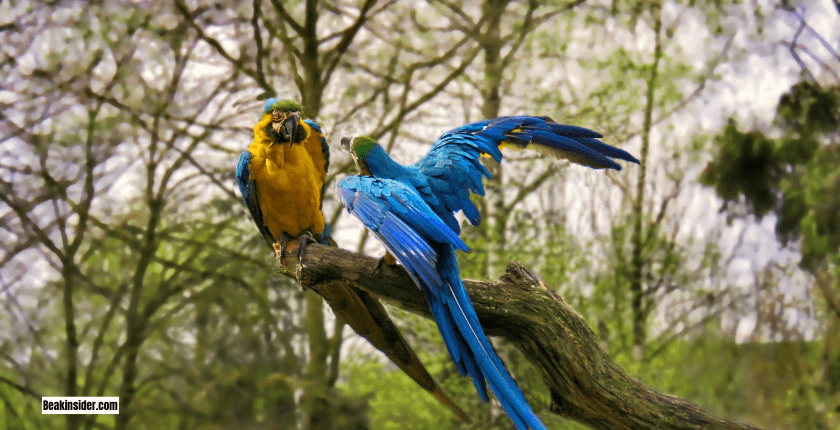 Baby Parrots Sleeping Time