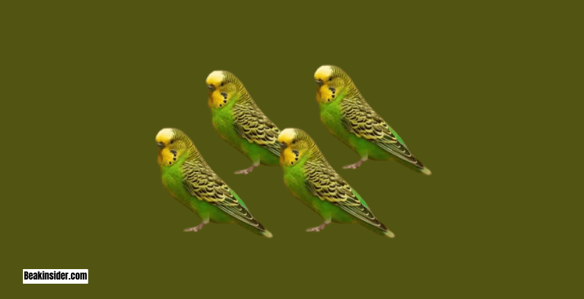 Budgerigars