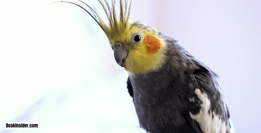 Can You Train a Parrot to Stop Squawking?