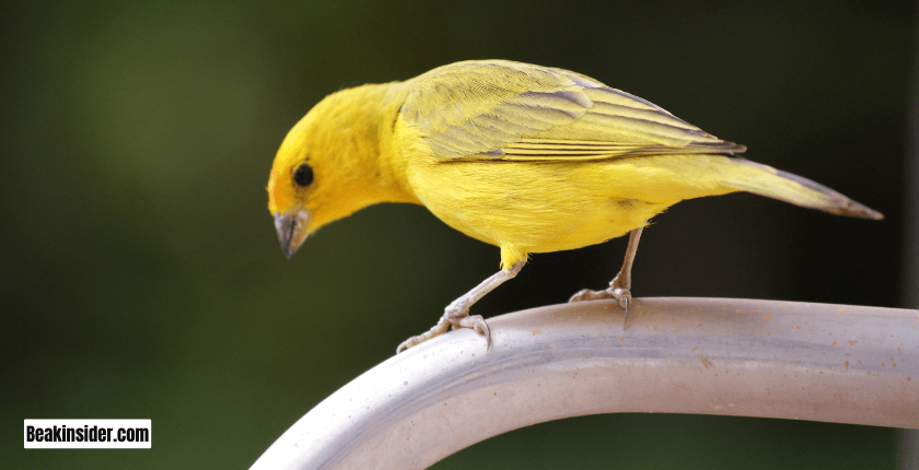 Canary