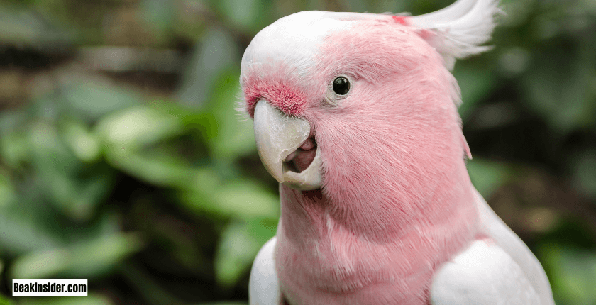 Causes of Excessive Screaming in Parrots