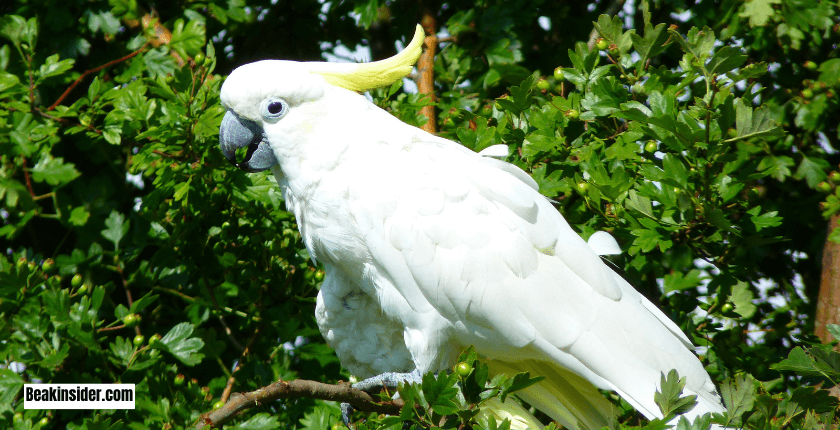 Cockatoos