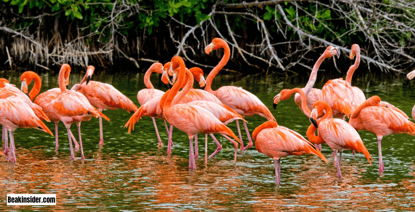 Different Flamingo Species and Beak Colors