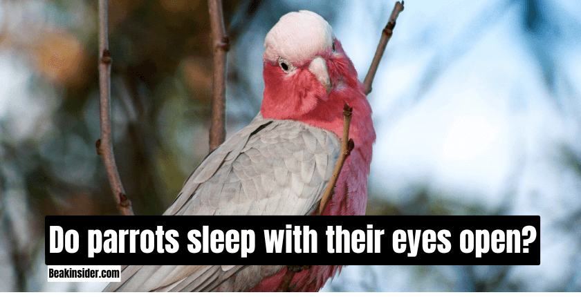 Do parrots sleep with their eyes open