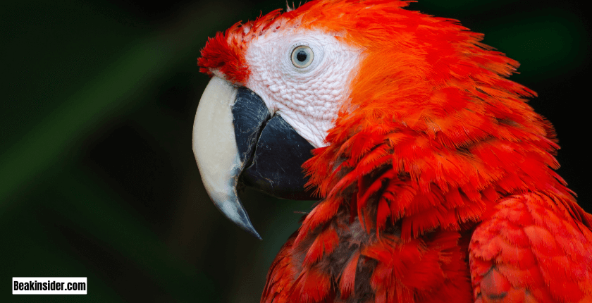 Factors Influencing Parrots Sleep with Their Eyes Open