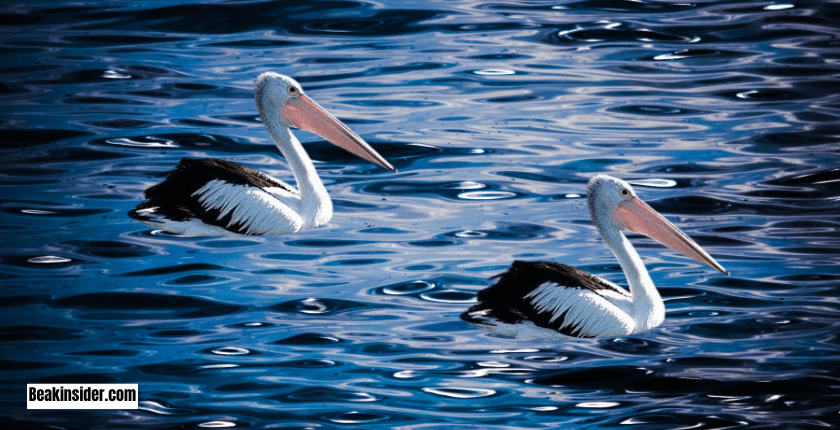 Fun Facts About Birds with Large Beaks