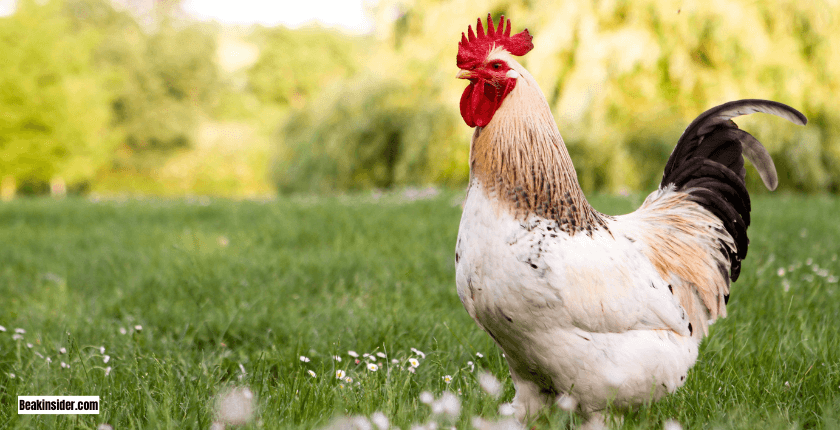 Fun Facts About Chicken Beaks
