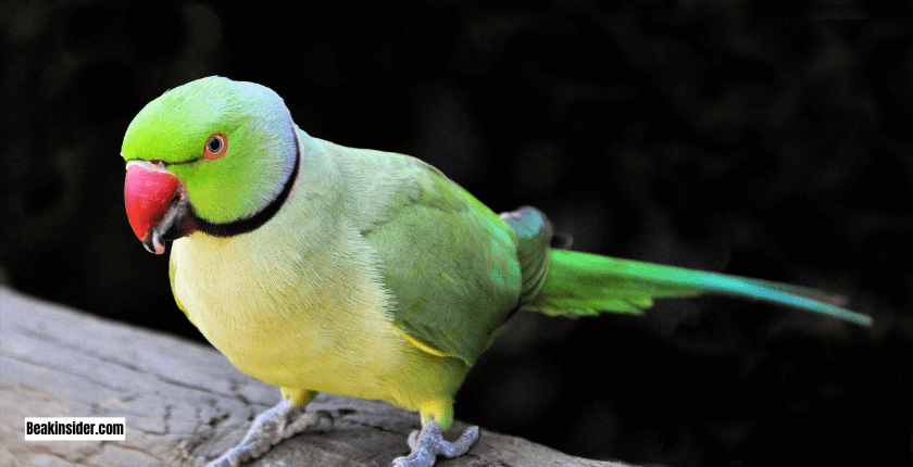 Fun Facts About Parrot Sleep