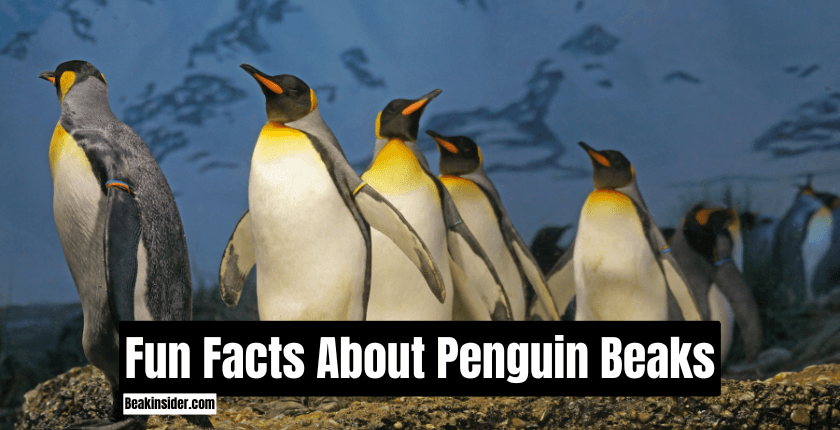 Fun Facts About Penguin Beaks