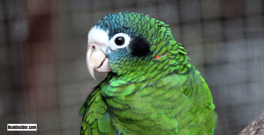 How Long Do Parrots Sleep in the Wild?