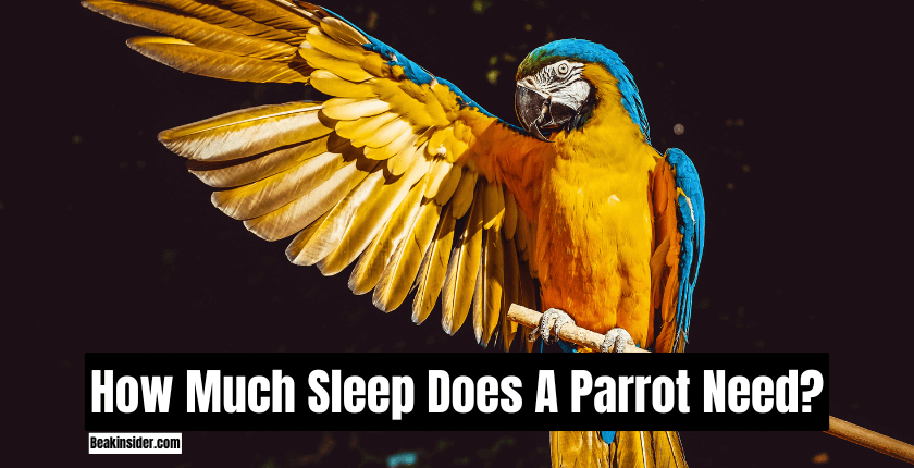 How Much Sleep Does A Parrot Need