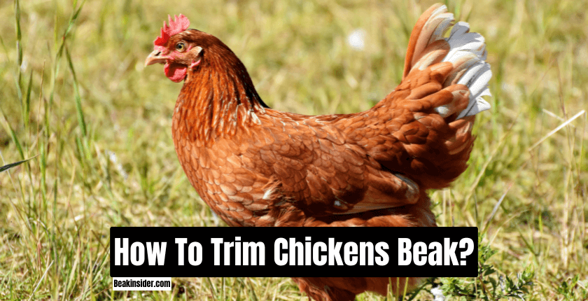 How To Trim Chickens Beak