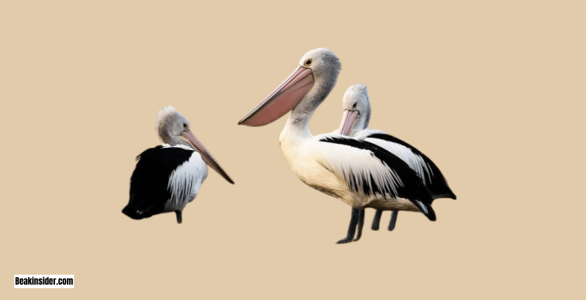 How the Australian Pelican Uses Its Beak?