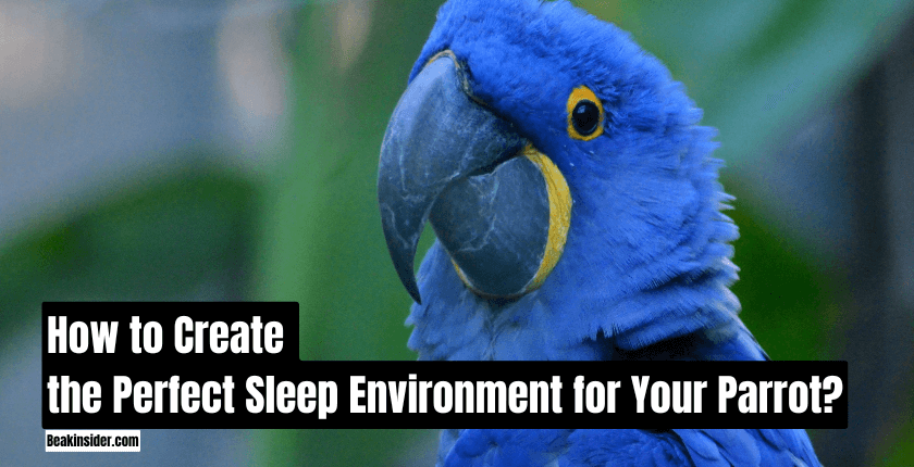 How to Create the Perfect Sleep Environment for Your Parrot?