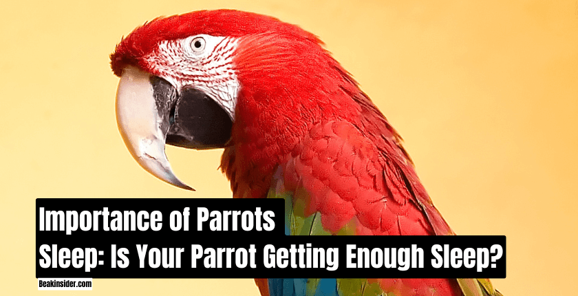 Importance of Parrots Sleep Is Your Parrot Getting Enough Sleep