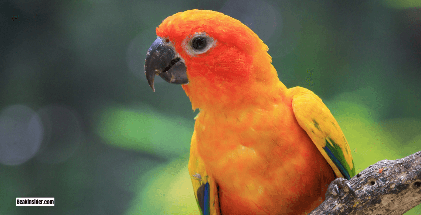 Jenday Conure
