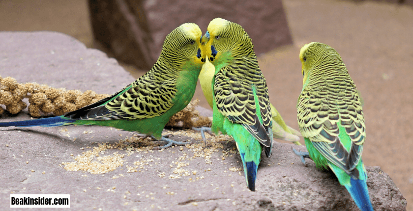 Lineolated Parakeet