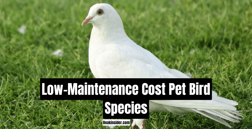 Low-Maintenance Cost Pet Bird Species