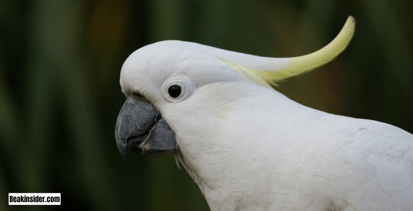 Parrot Sleep: A Basic Overview