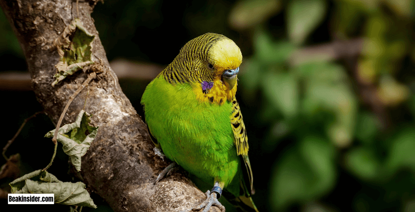 Parrot Sleeping Habits in the Wild