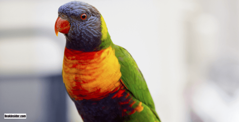 Parrots Sleeping with Head Down