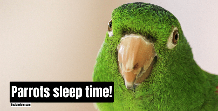 Parrots sleep time!