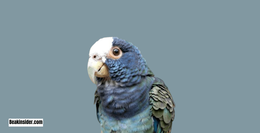 Pionus Parrot